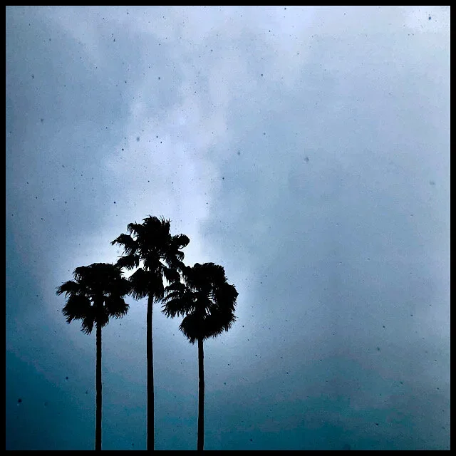 Palms braving rain