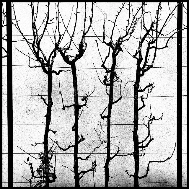 Urban espalier of sweet violet in winter, shaped between two posts