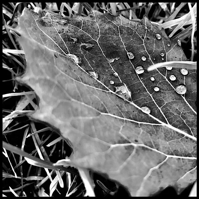 Water on leaf in grass