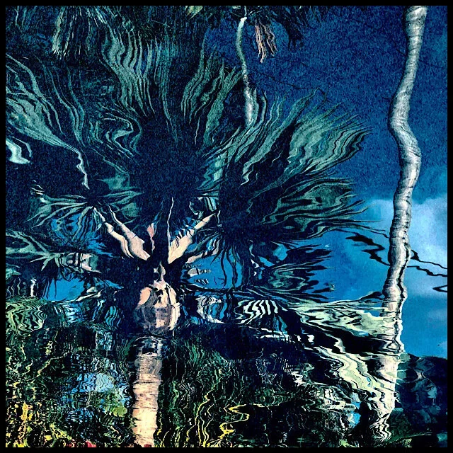 Rippling pool reflection of palm trees