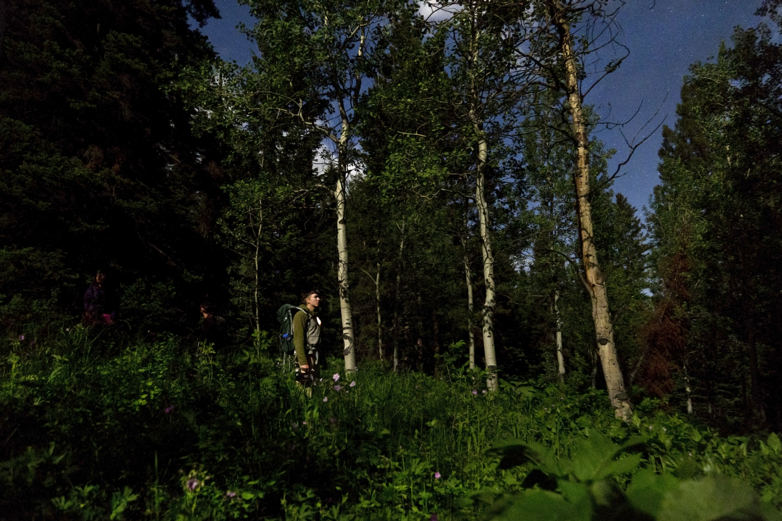 Nathan Hough, a field technician, listens for flammulated owls after playing a recording of their call on Wednesday, June 15, 2016, in Bridger-Teton National Forest, south of Wilson, Wyo. He is part of a team conducting a flammulated owl survey.