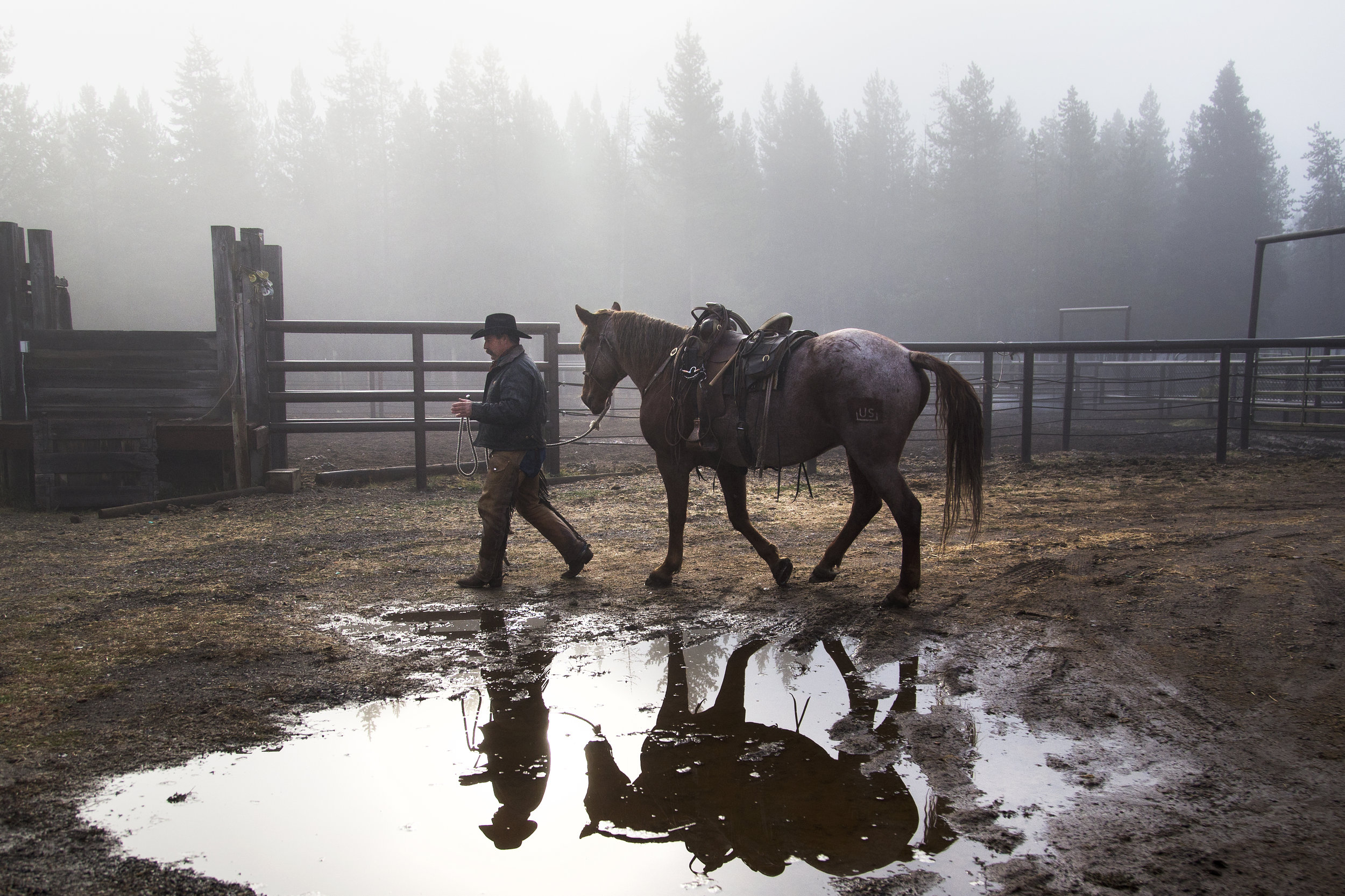 Jack Hatch prepares his horse to round up grazing BLM mustangs on Friday, September 30, 2016, near Buffalo Valley, Wyo. Hatch spends time with each wild mustang, training them to be a safe, well-behaved horse for the Forest Service wilderness rangers.