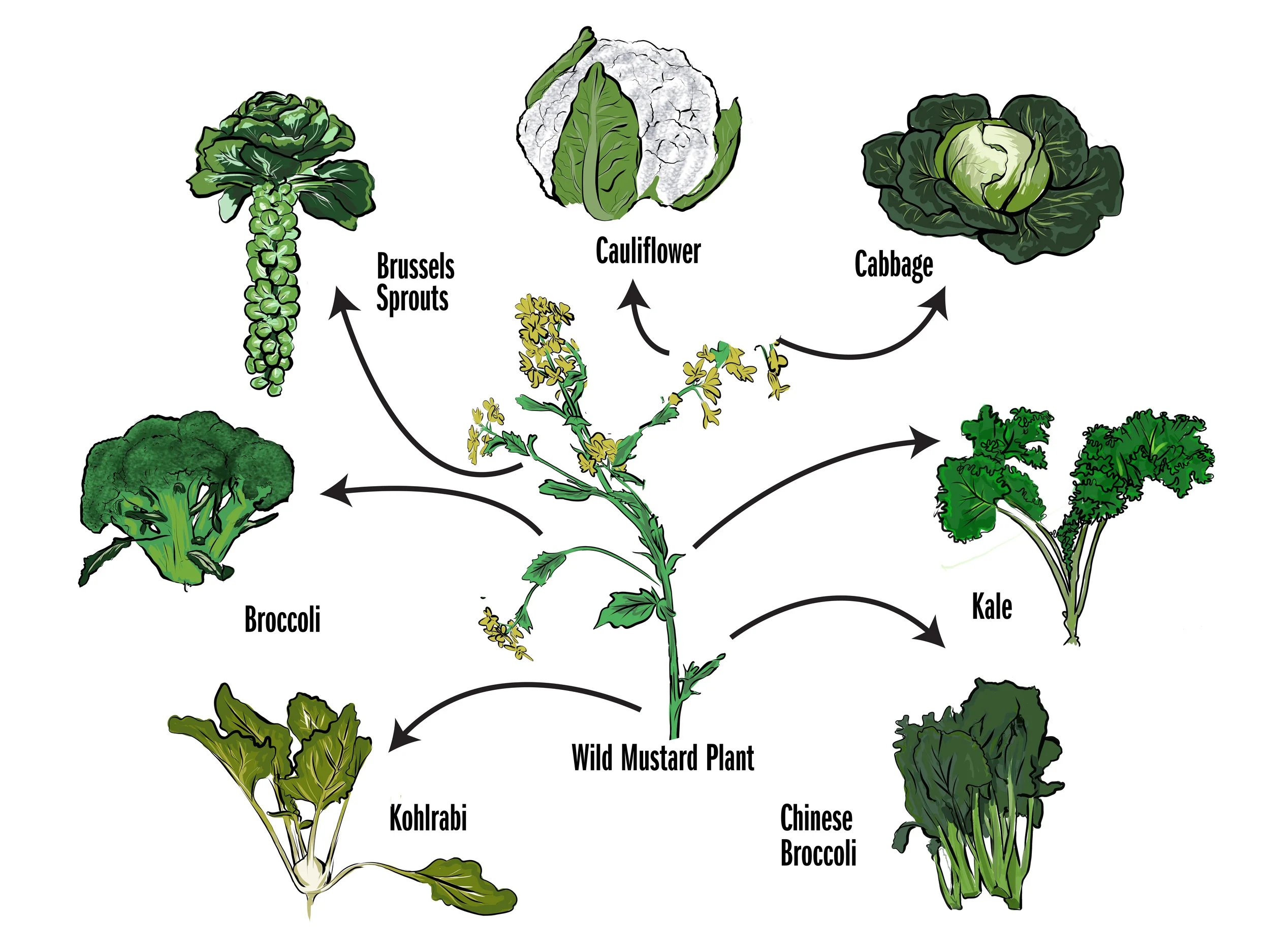3.6 mustard seed origins-1.jpg