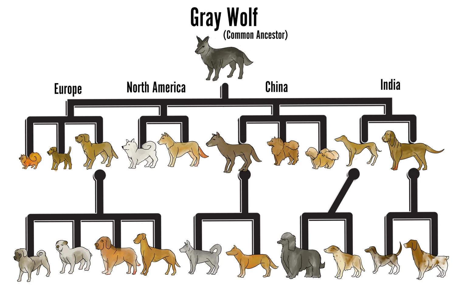3.6 sd - dog tree-1.jpg