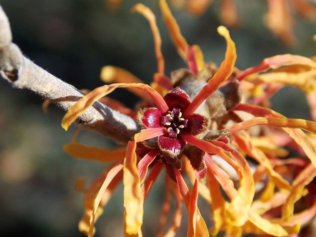 The Witch Hazel bloom in winter.