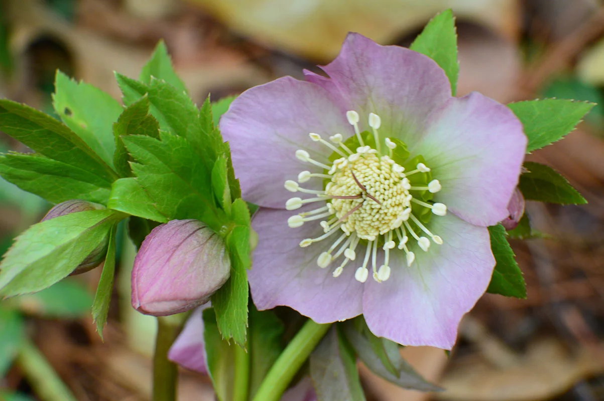 The Hellebore in flower. 