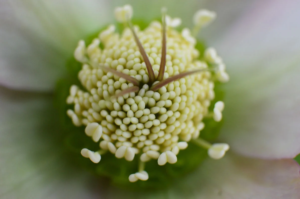 The Hellabore stamen.