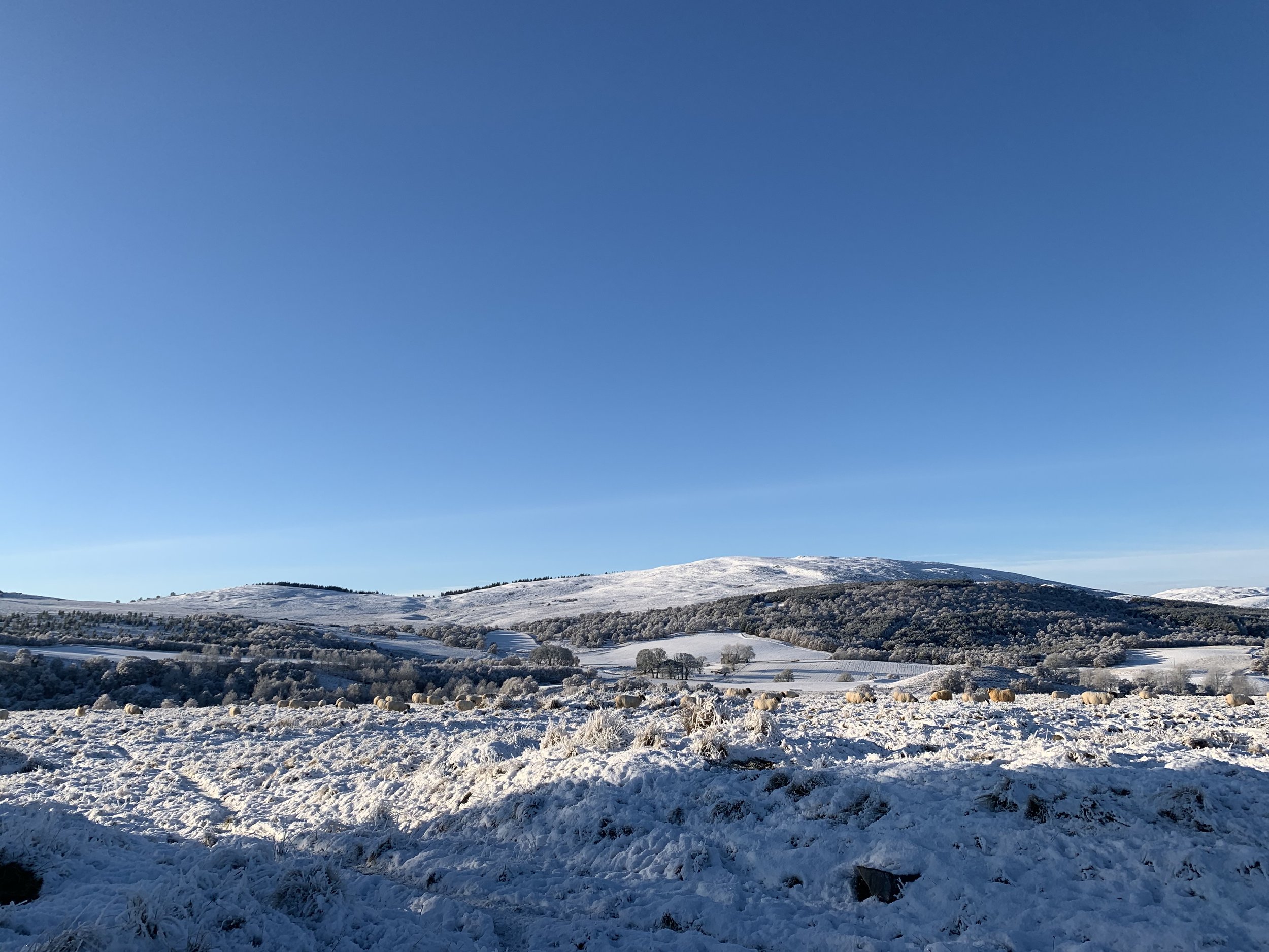 Winter day view towards the cottage