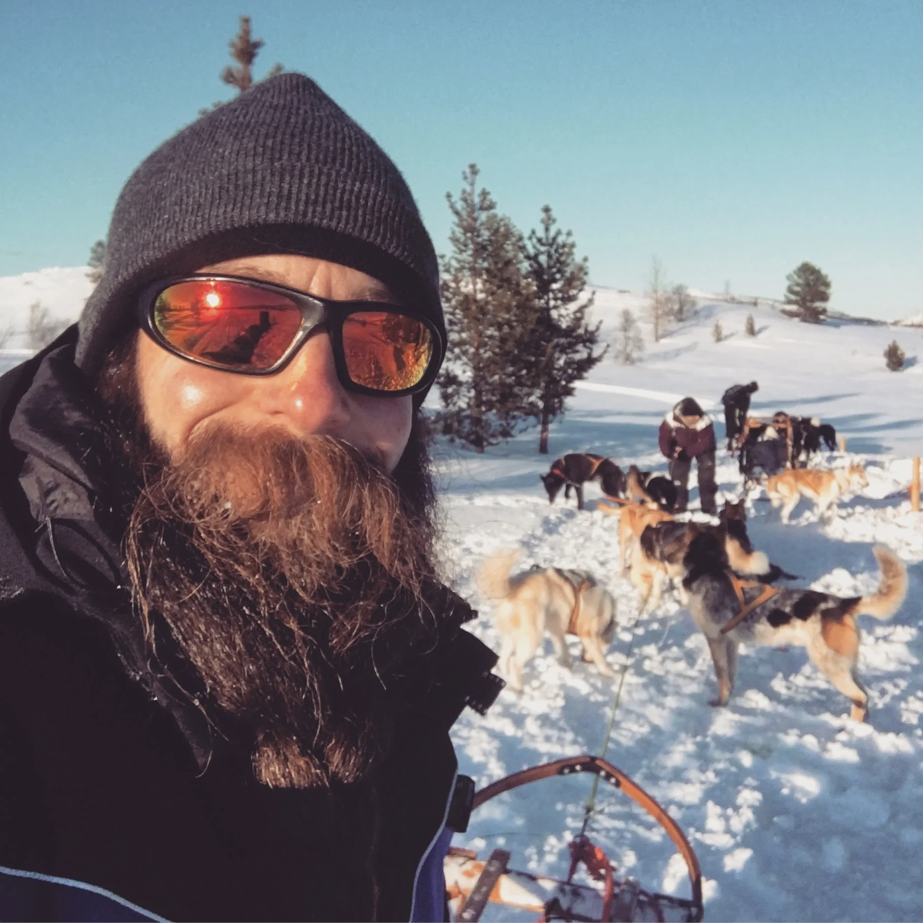 Dogsledding - Kirkenes, Norway