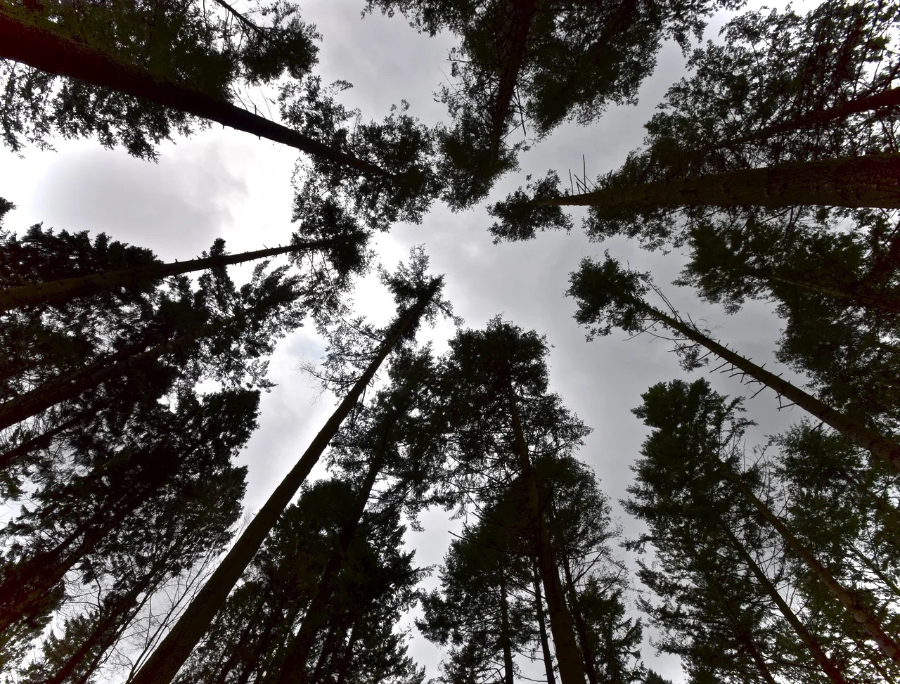 Tollymore Forest Park - Castlewellan, Northern Ireland