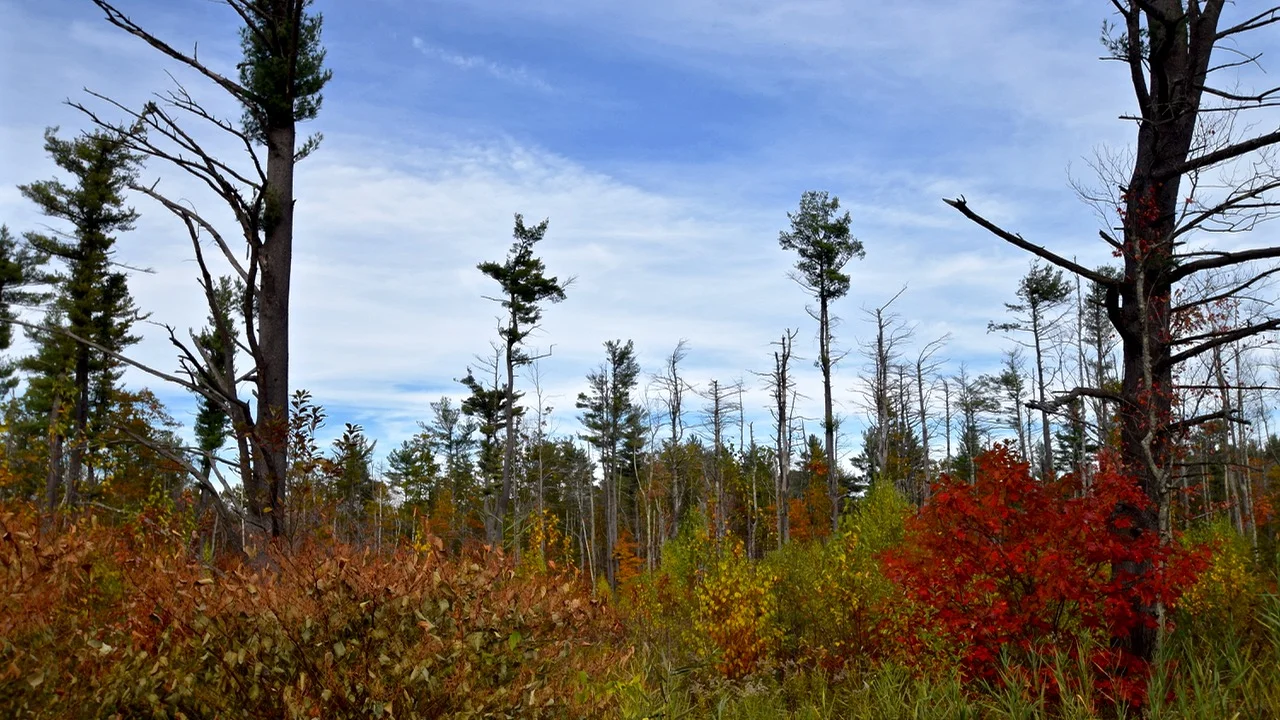 New England Fall Colors - Otis, MA