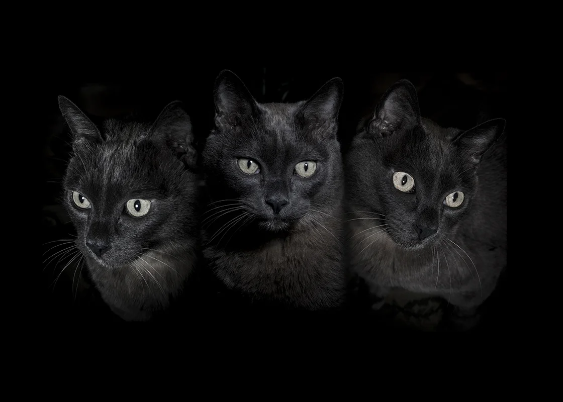 Godox Wistro AD360, reflector and tight grid, and my cat Che Che