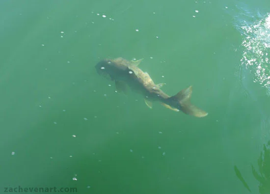 Release 31 POUNDER.jpg