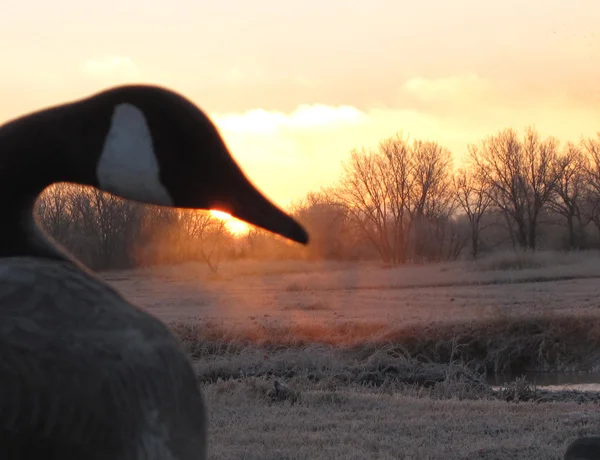 Sunrise-1.jpg