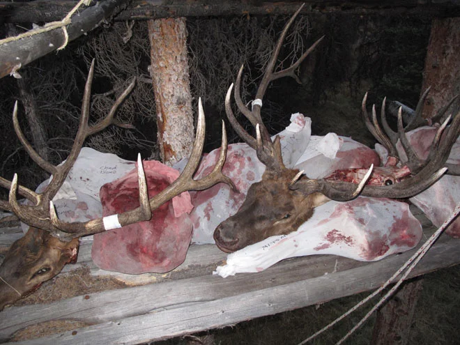 Bulls.jpg