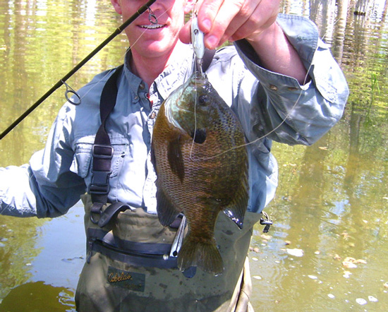 bluegill.jpg