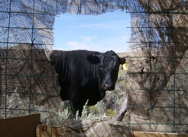 cow1.jpg