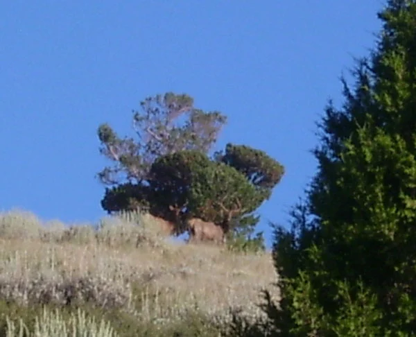 elk11.jpg