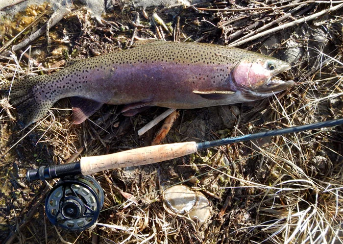 even-bow-5.jpg