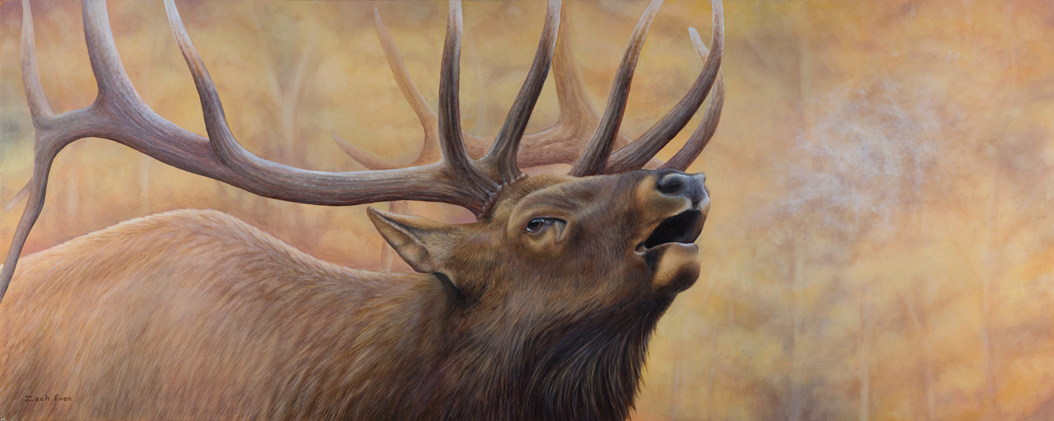 Elk.jpg