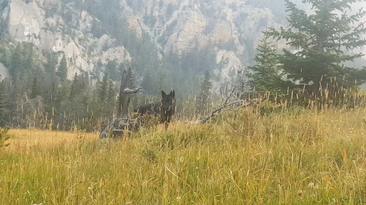 Wolf encounter during archery season