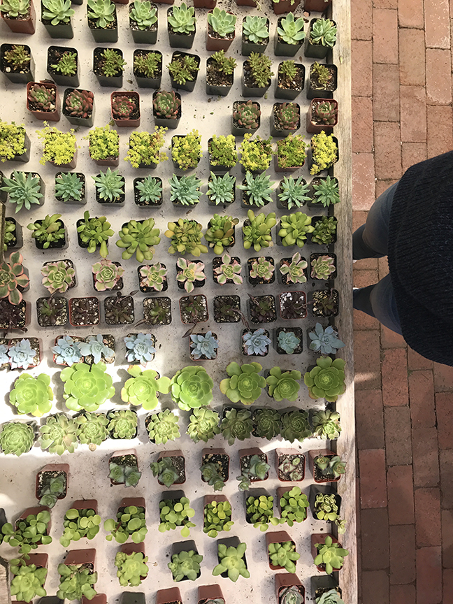 Succulent Gallery in Morro Bay - almost bought one...