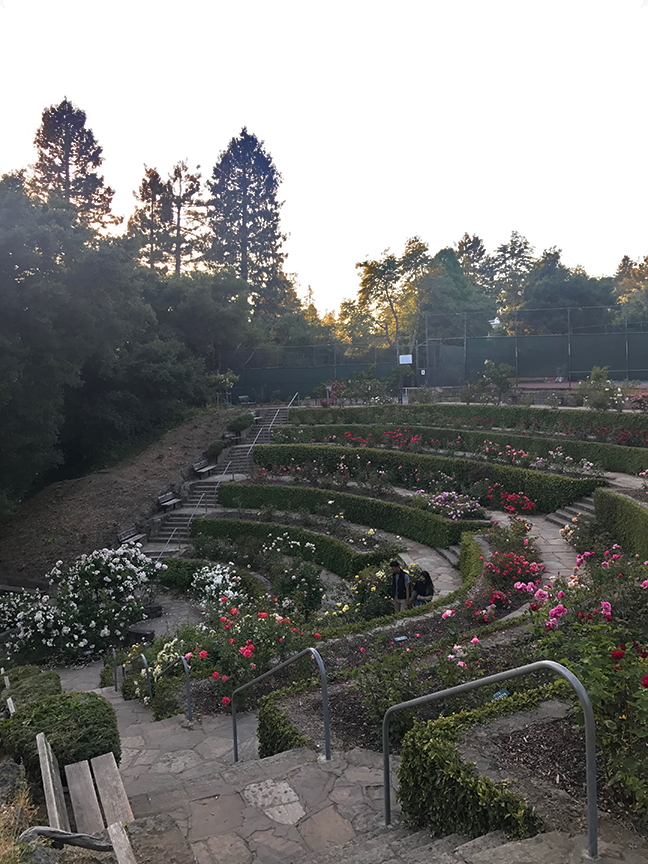 Berkeley Rose garden