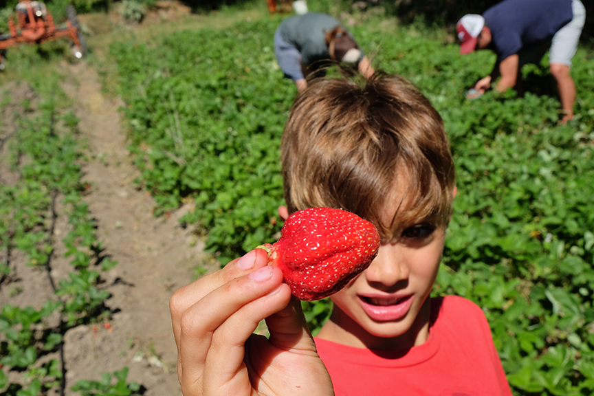 picking strawberries in Leavenworth