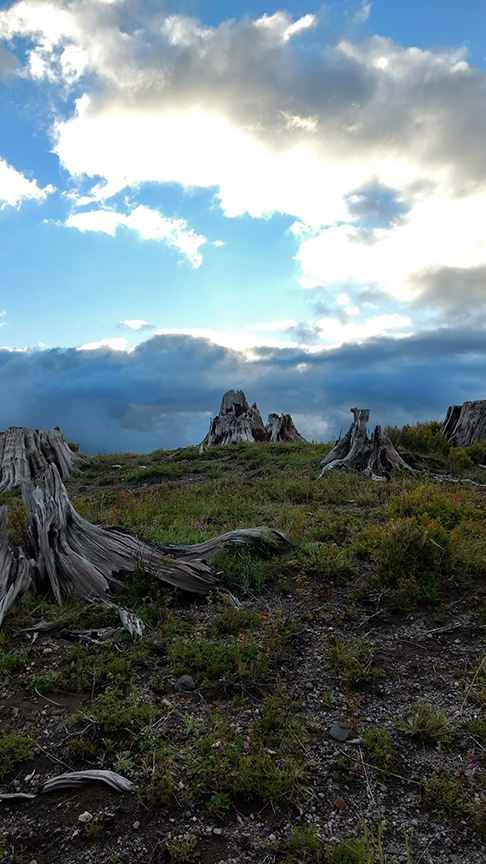 dead stumps at Ridge Trail campgrounds