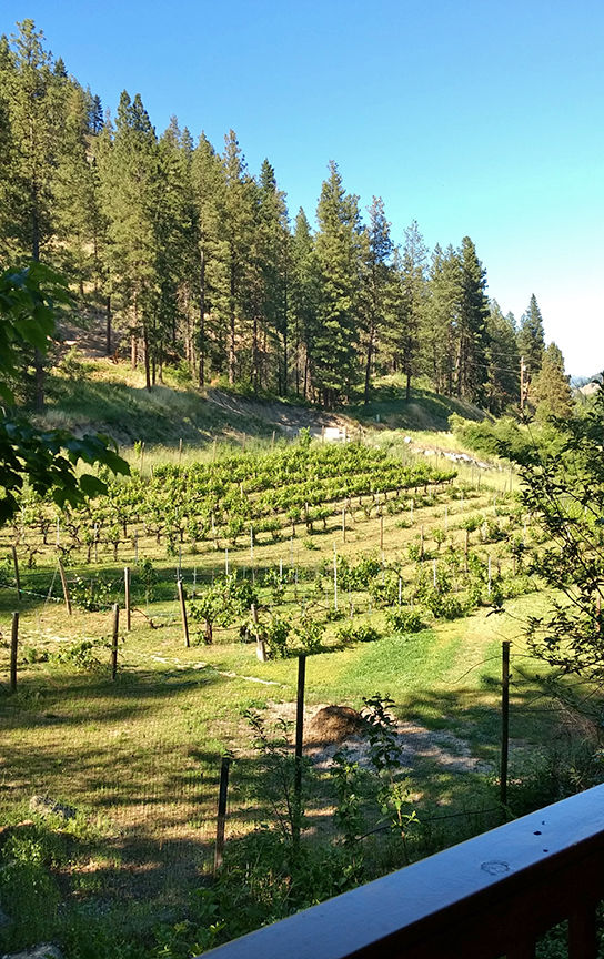 the vineyards