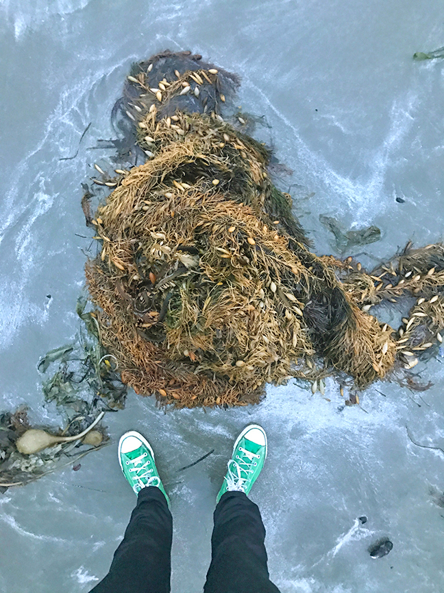 raddest seaweed