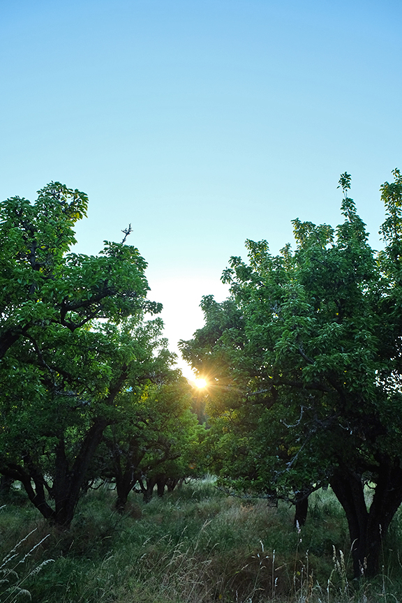 Sunset at the pear orchard