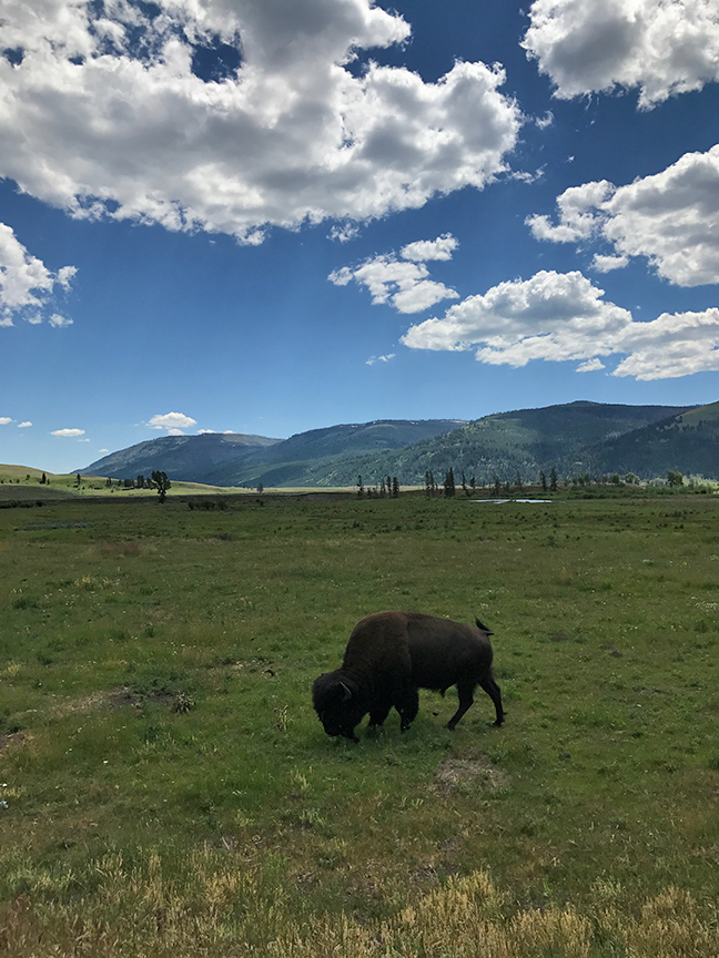 Yellowstone Bison