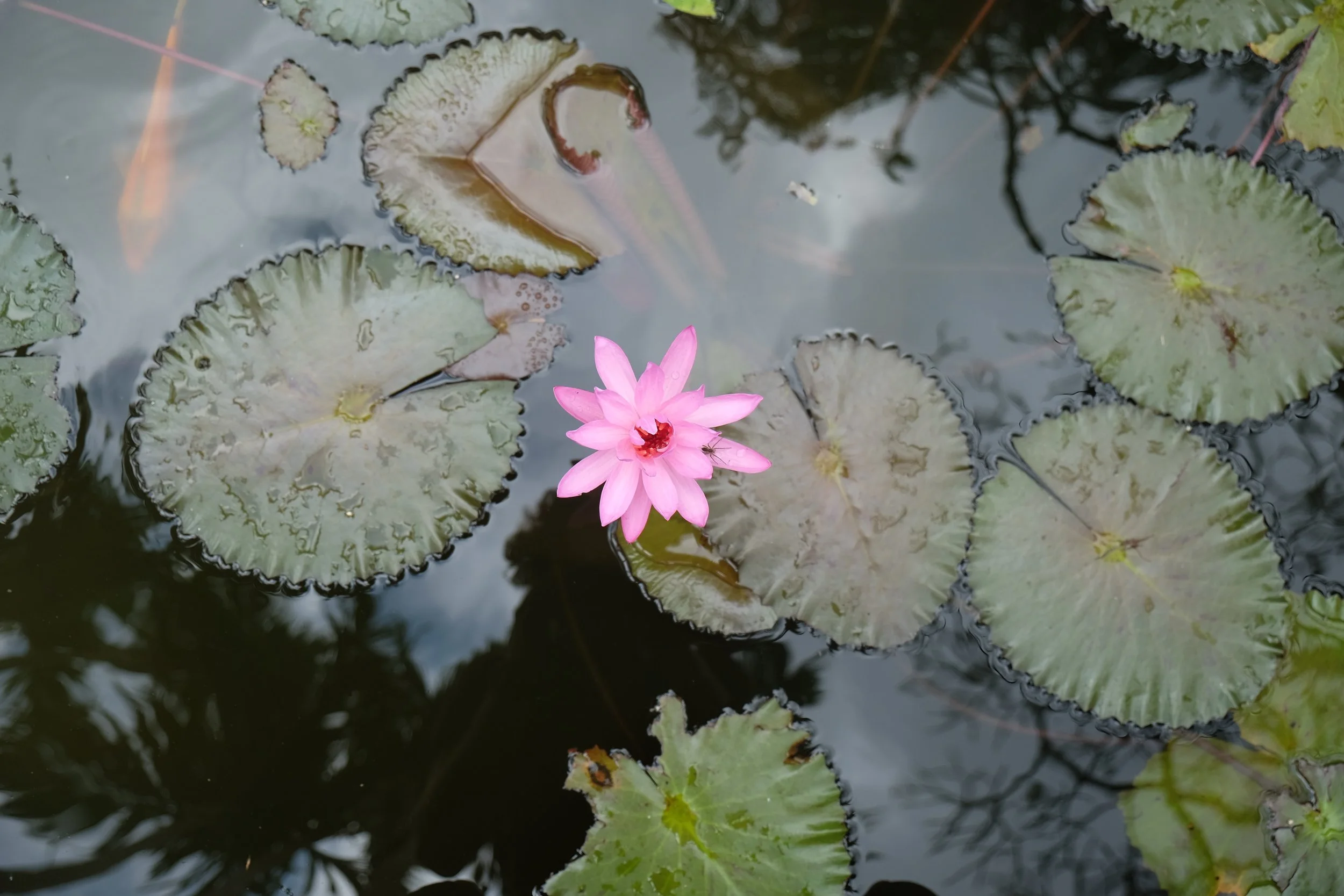 DSCF8041.jpg