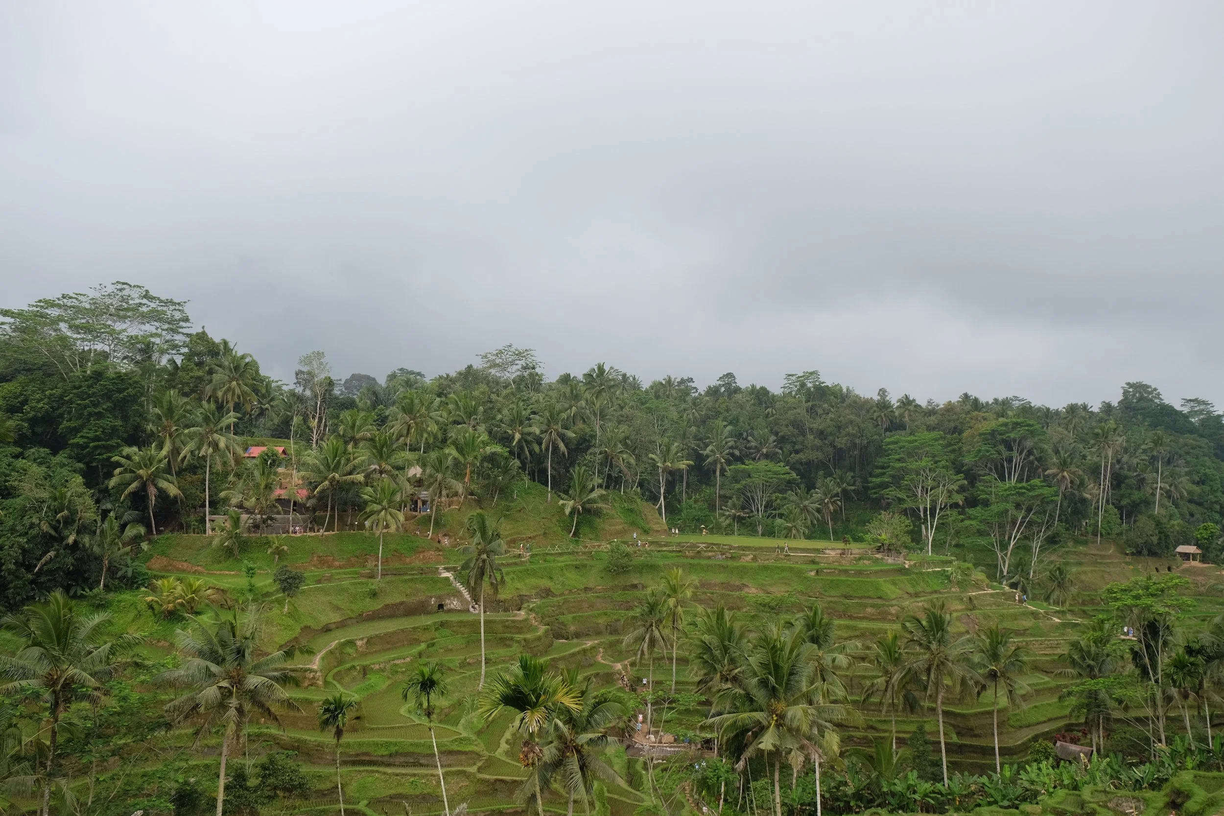 DSCF8051.jpg