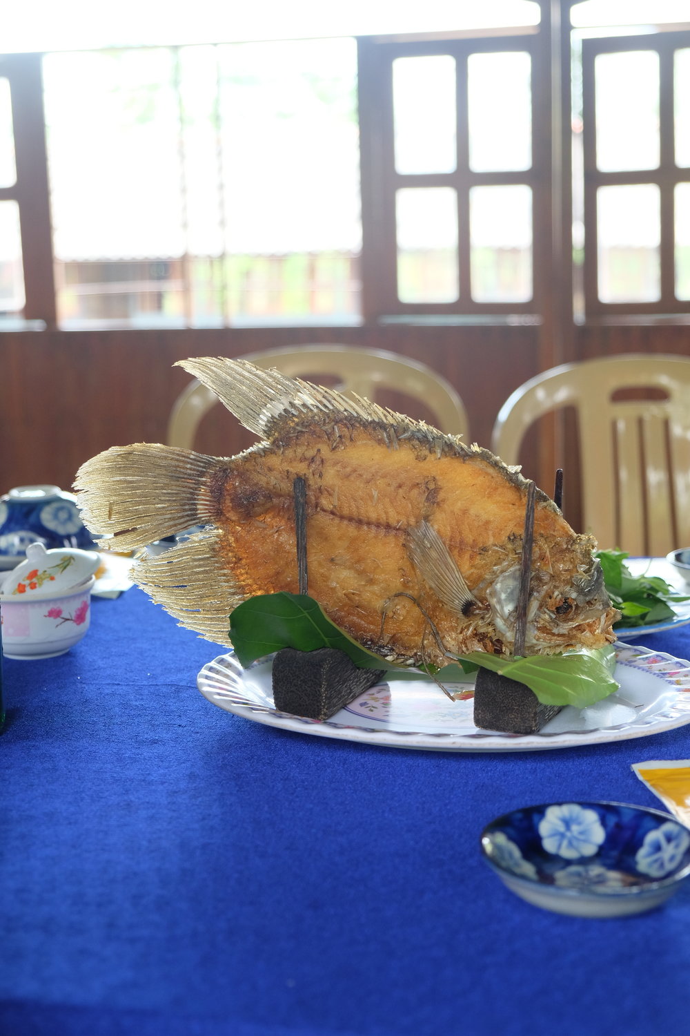 Mekong River Fish
