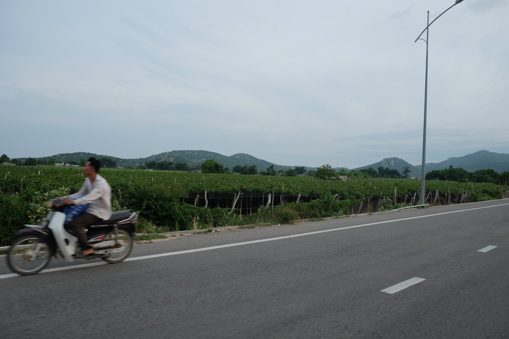 The Vineyards