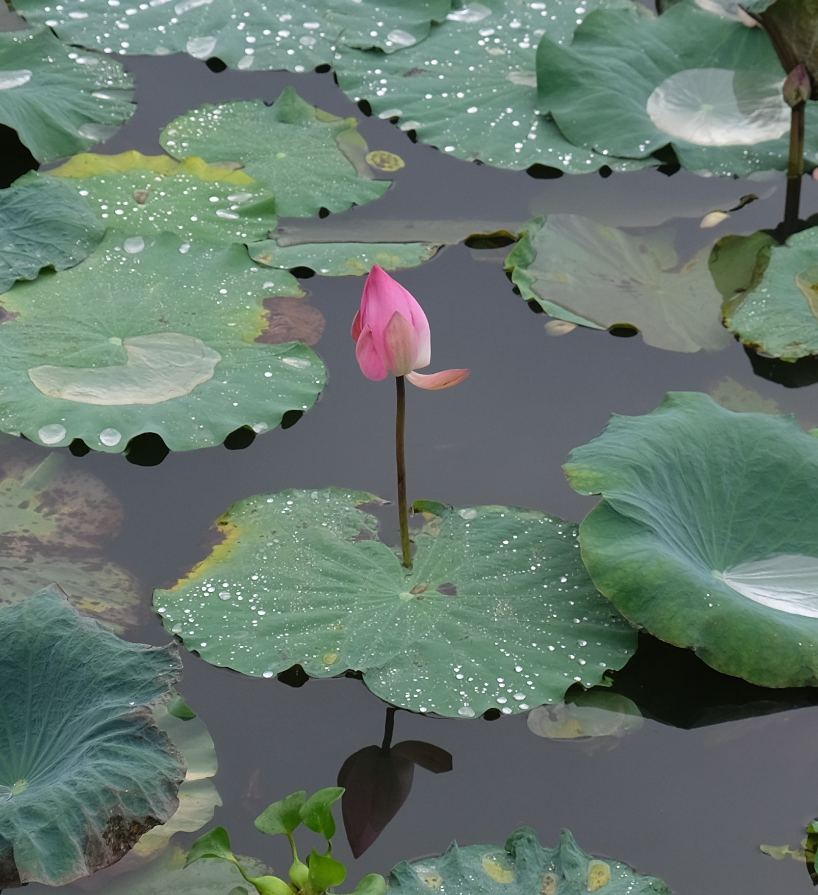 Ever present lotus