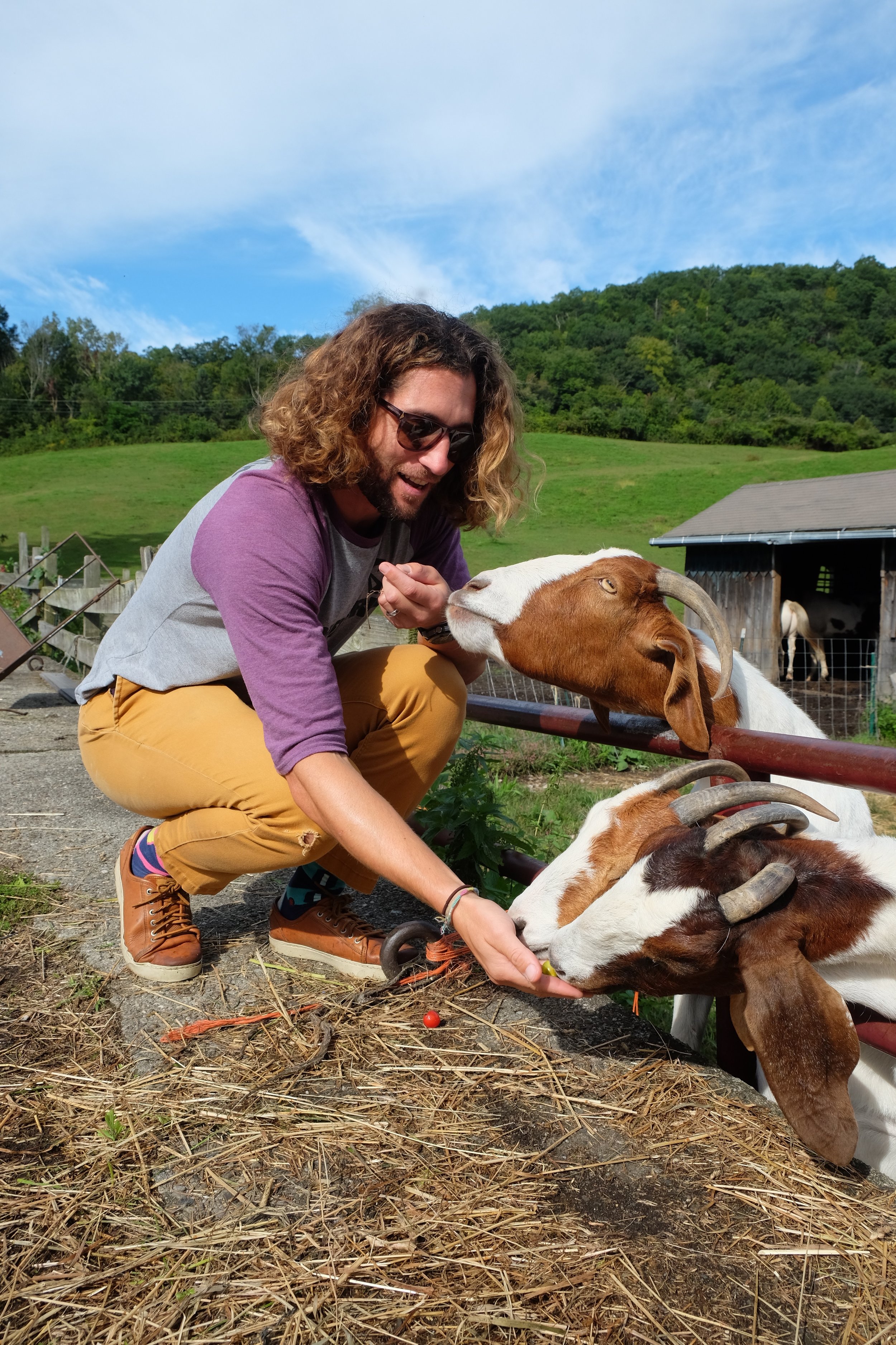 Feeding the goats