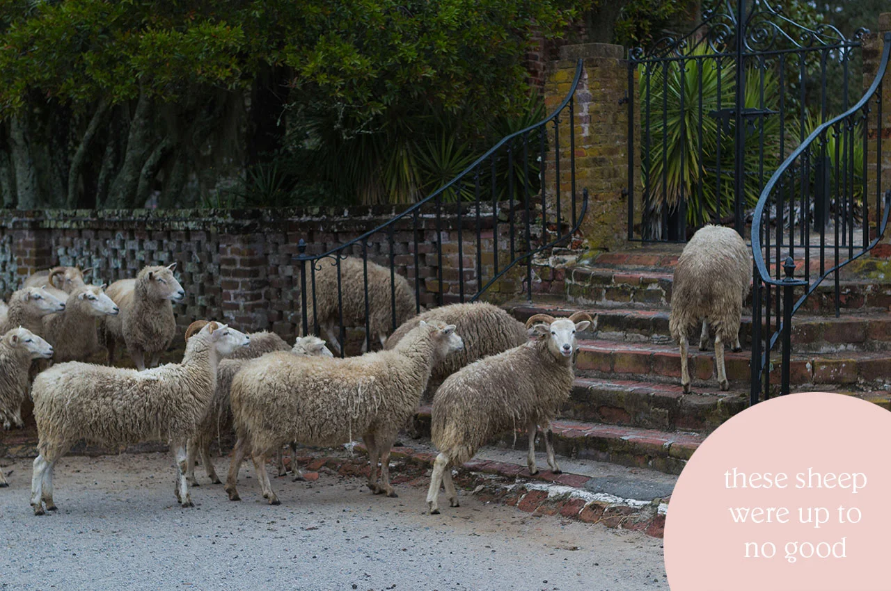 Of+Good+Stock_Charleston-sheep+Middleton+Place.jpg
