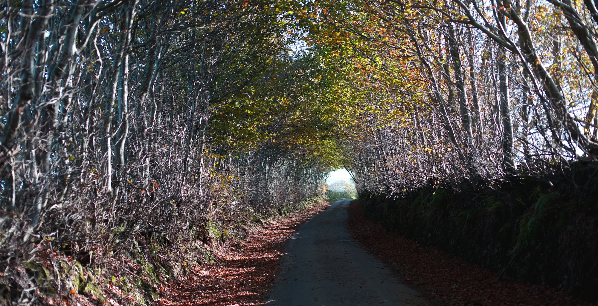 Lane above The Rockford