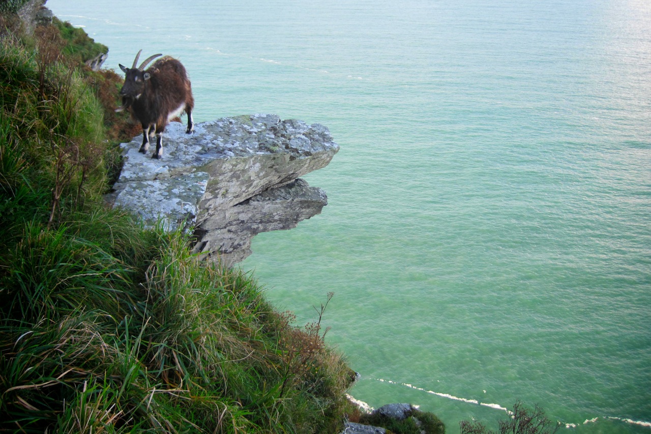 Wild Goat at The Valley of Rock