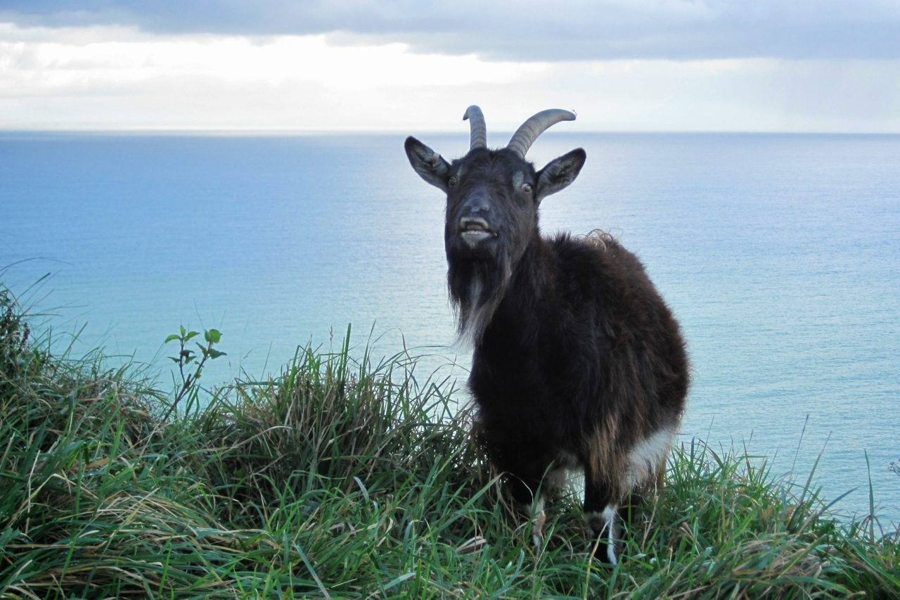 Wild Goat at The Valley of Rock