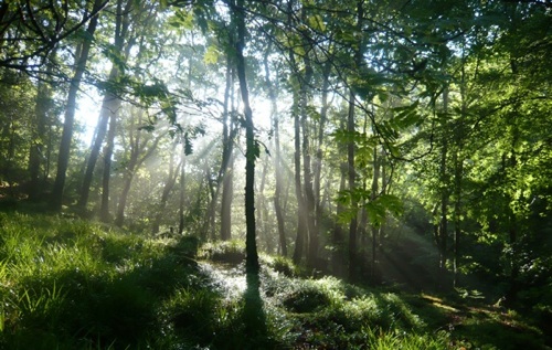 Woods at Rockford