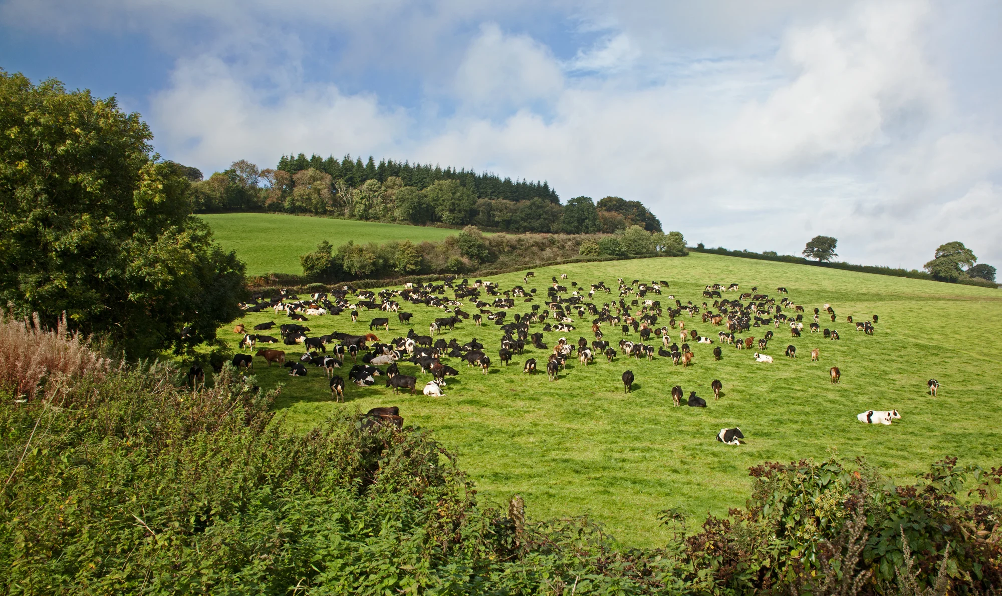 Exmoor