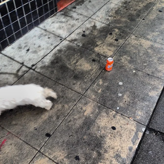 This dog was posing all cute until I tried to tried to photograph him then he freaked out. #2milesoftelegraph