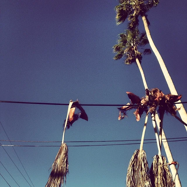 Fronds on the power line. A very #oakland new year to ye from #2milesoftelegraph!