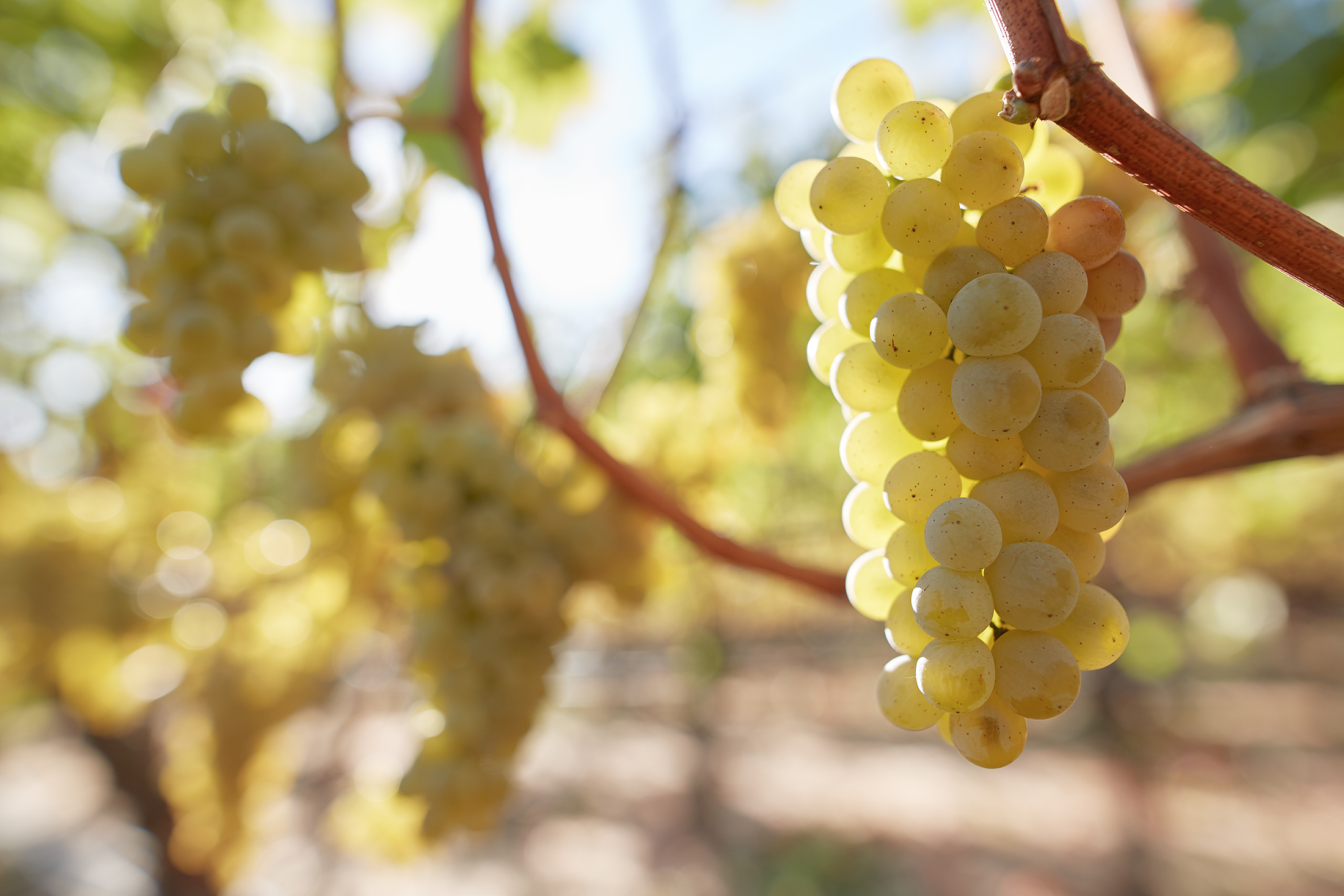 Checkerboard Sauv Blanc.jpg