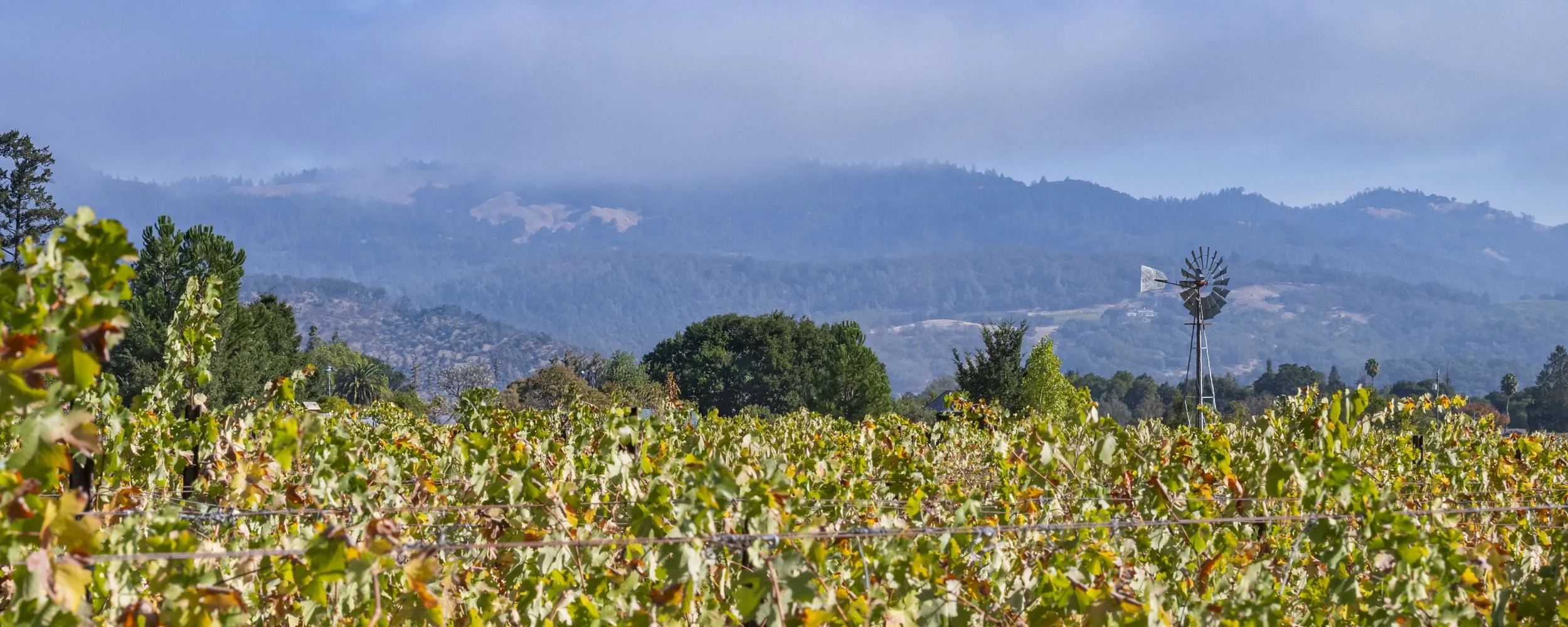 Vineyard banner shot at Anomaly Vineyards, St. Helena, California Cabernet Sauvignon-1.jpg