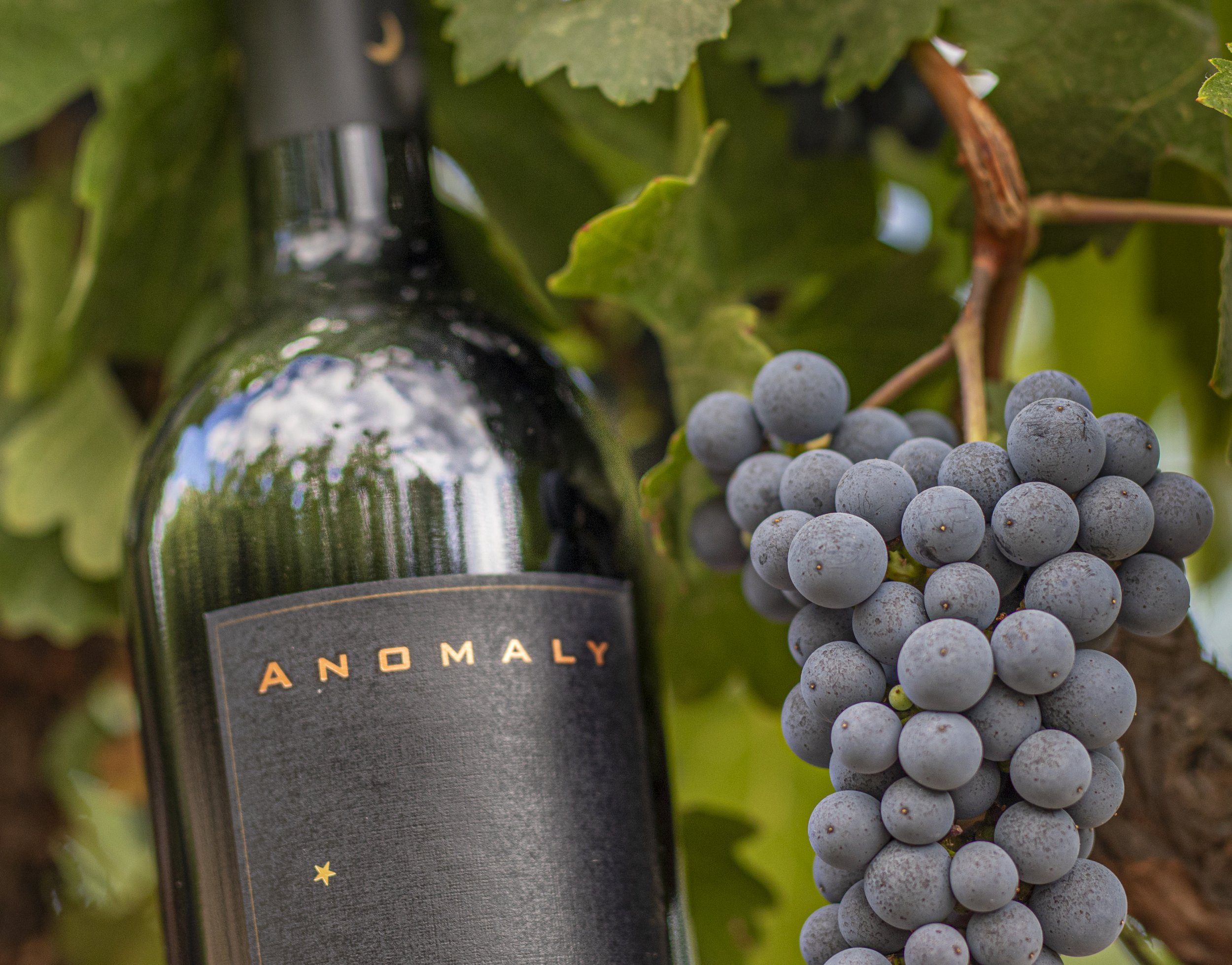 Anomaly wine bottle and vineyard grapes, St. Helena, Napa Valley, California